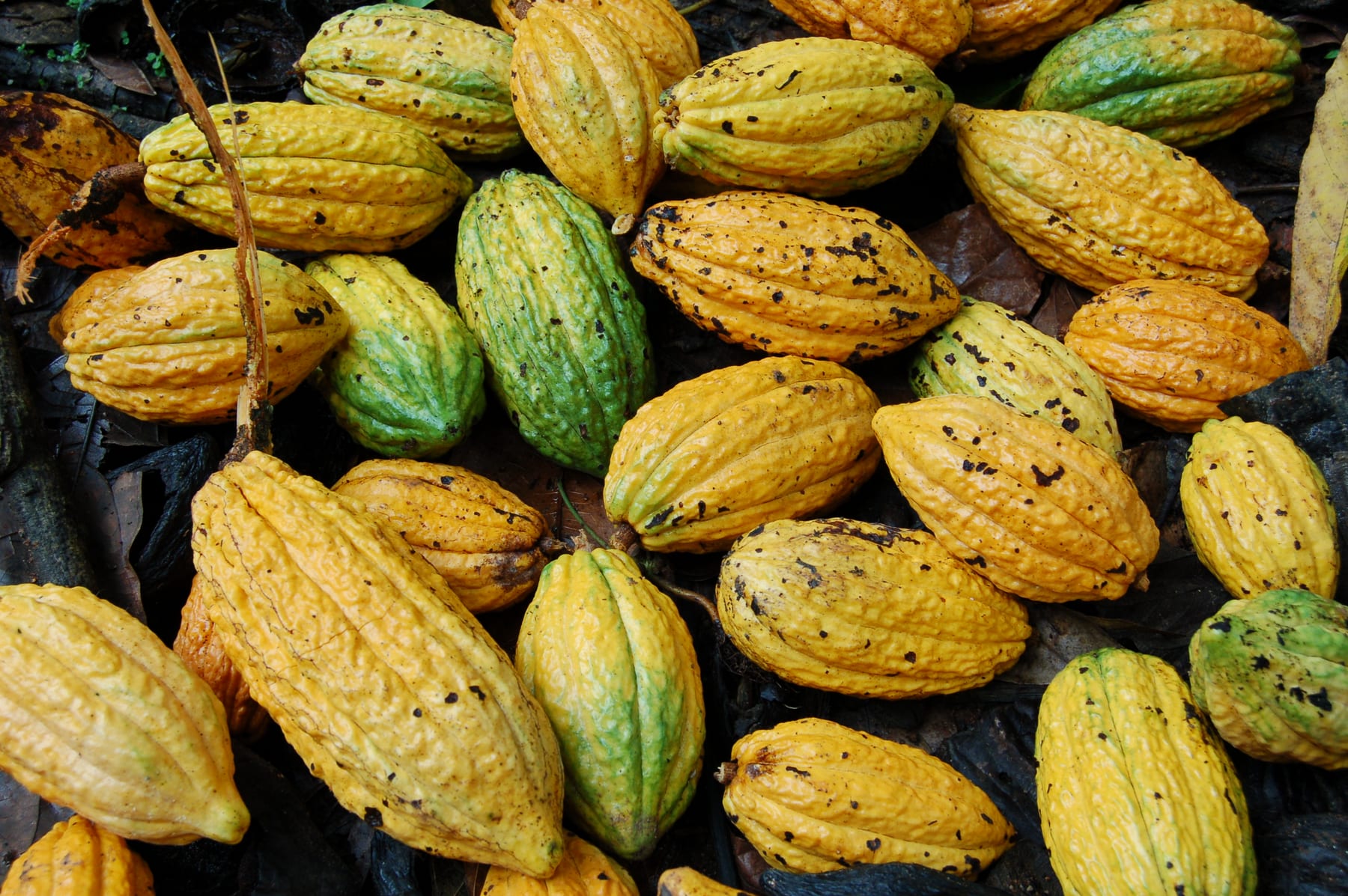 Vers geoogste gele en groene cacaovruchten